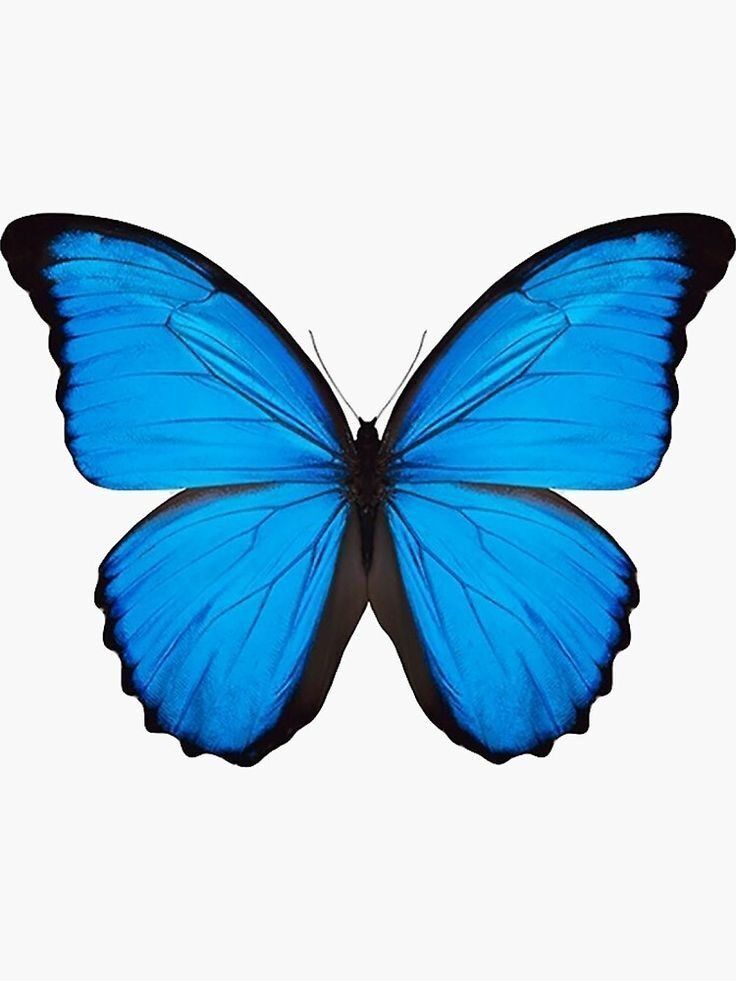 Borboleta Azul para Imprimir e Recortar de Forma Elegante