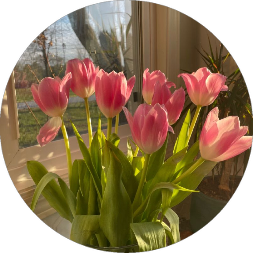 Buquê de Tulipas Cor-de-Rosa para Perfil Whatsapp