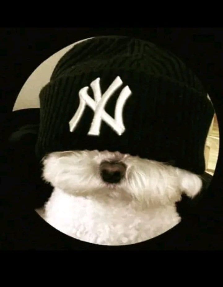 Cachorro branco com gorro para WhatsApp