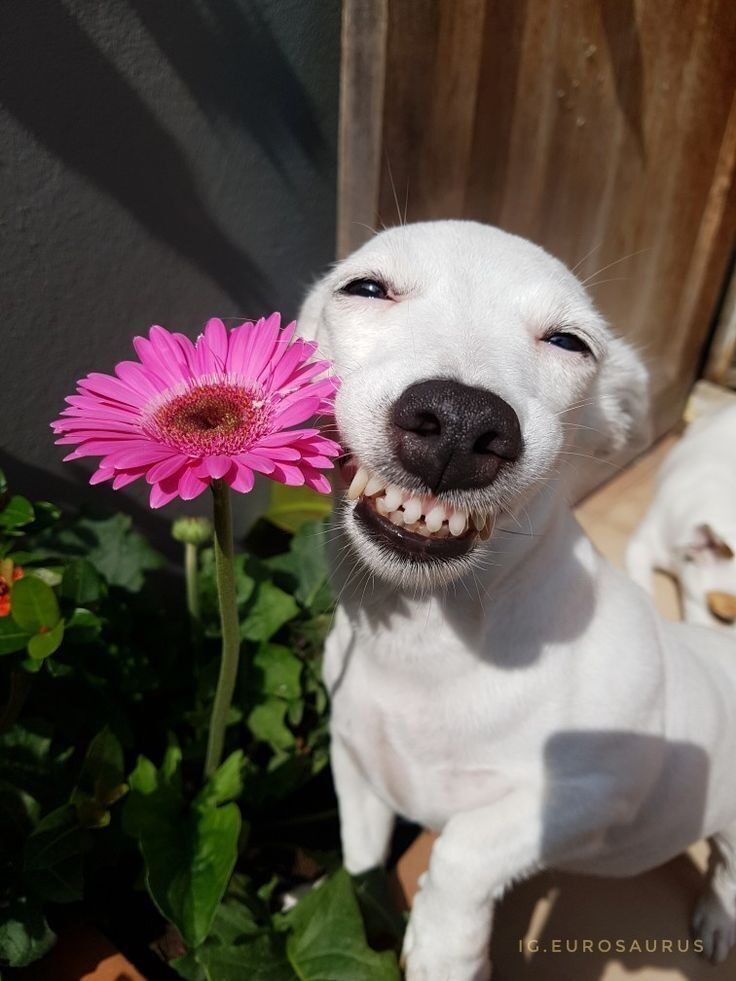Cachorro Branco Sorrindo com Flor Rosa para Perfil