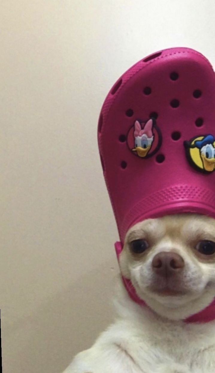 Cachorro Engraçado de Crocs Rosa como Chapéu