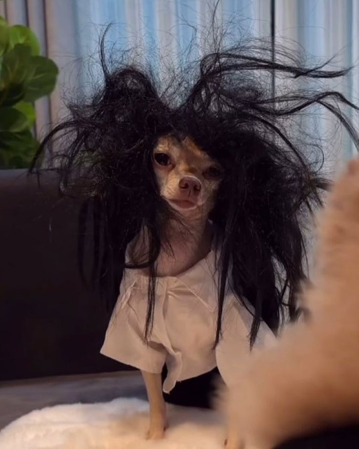 Cachorro Engraçado para Foto de Perfil Divertida