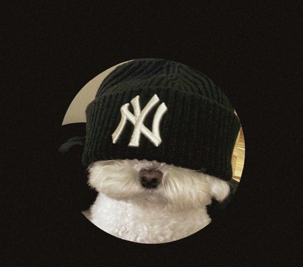 Cachorro Fofo com Chapéu Preto para Discord