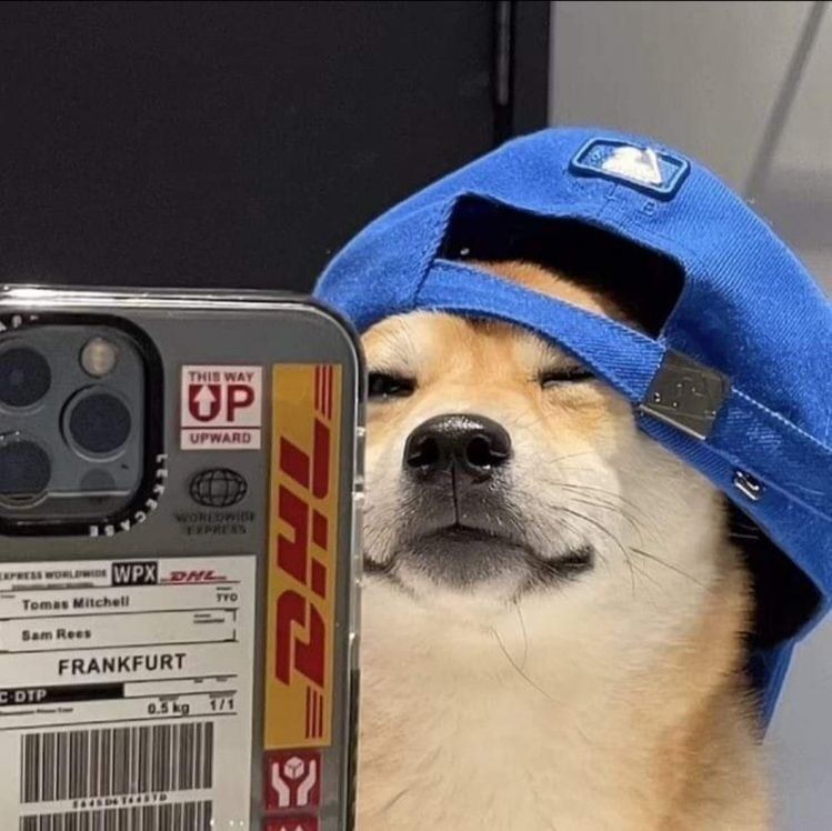 Cachorro Shiba Inu com Boné Azul para Instagram