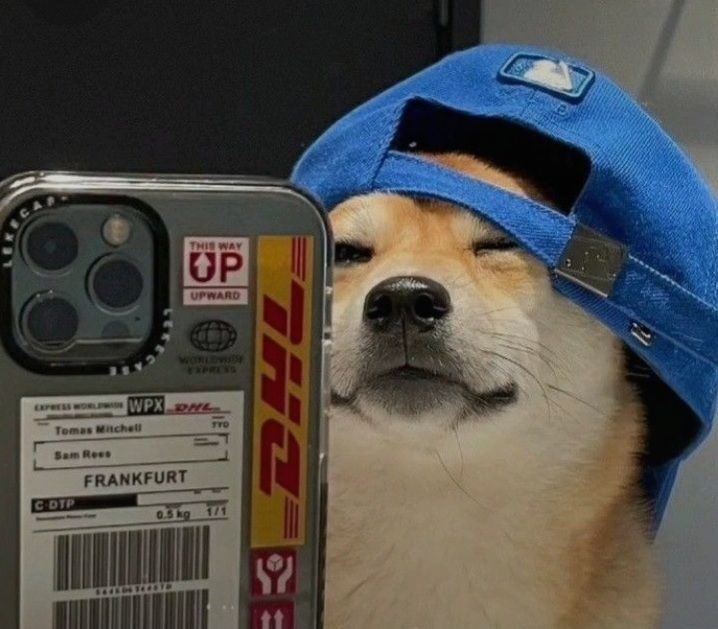 Cachorro Shiba Inu como Foto de Perfil Masculino