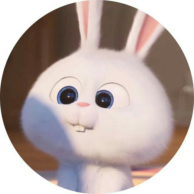 Coelho Branco Fofo para Perfil WhatsApp Bonito