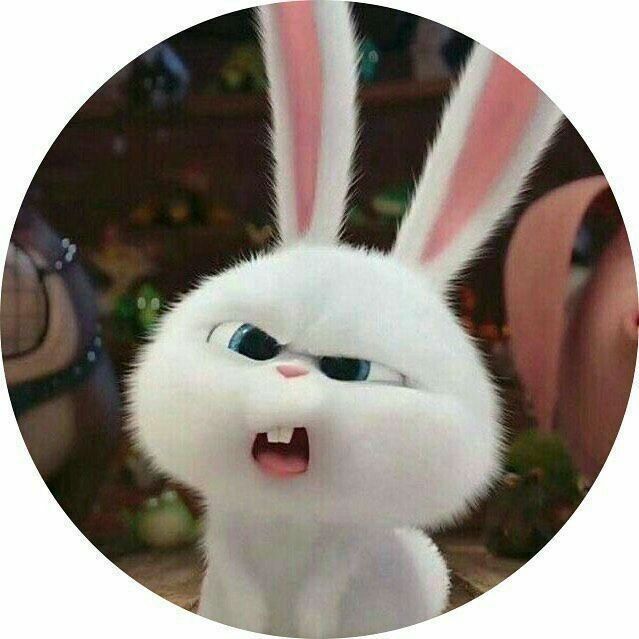 Coelho Branco Zangado para Perfil Whatsapp