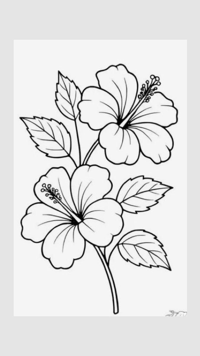 Desenho de flores de hibisco para colorir e imprimir