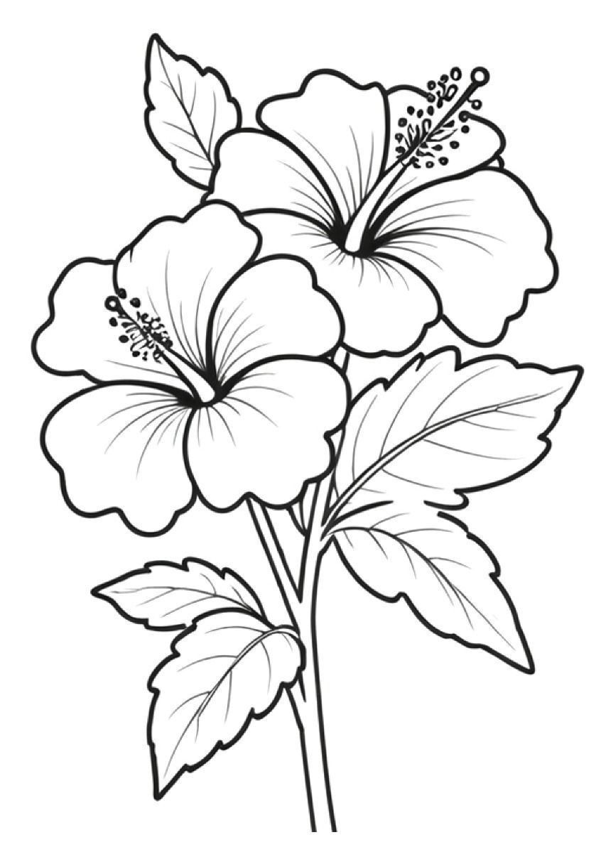 Desenho de flores de hibisco para imprimir e colorir