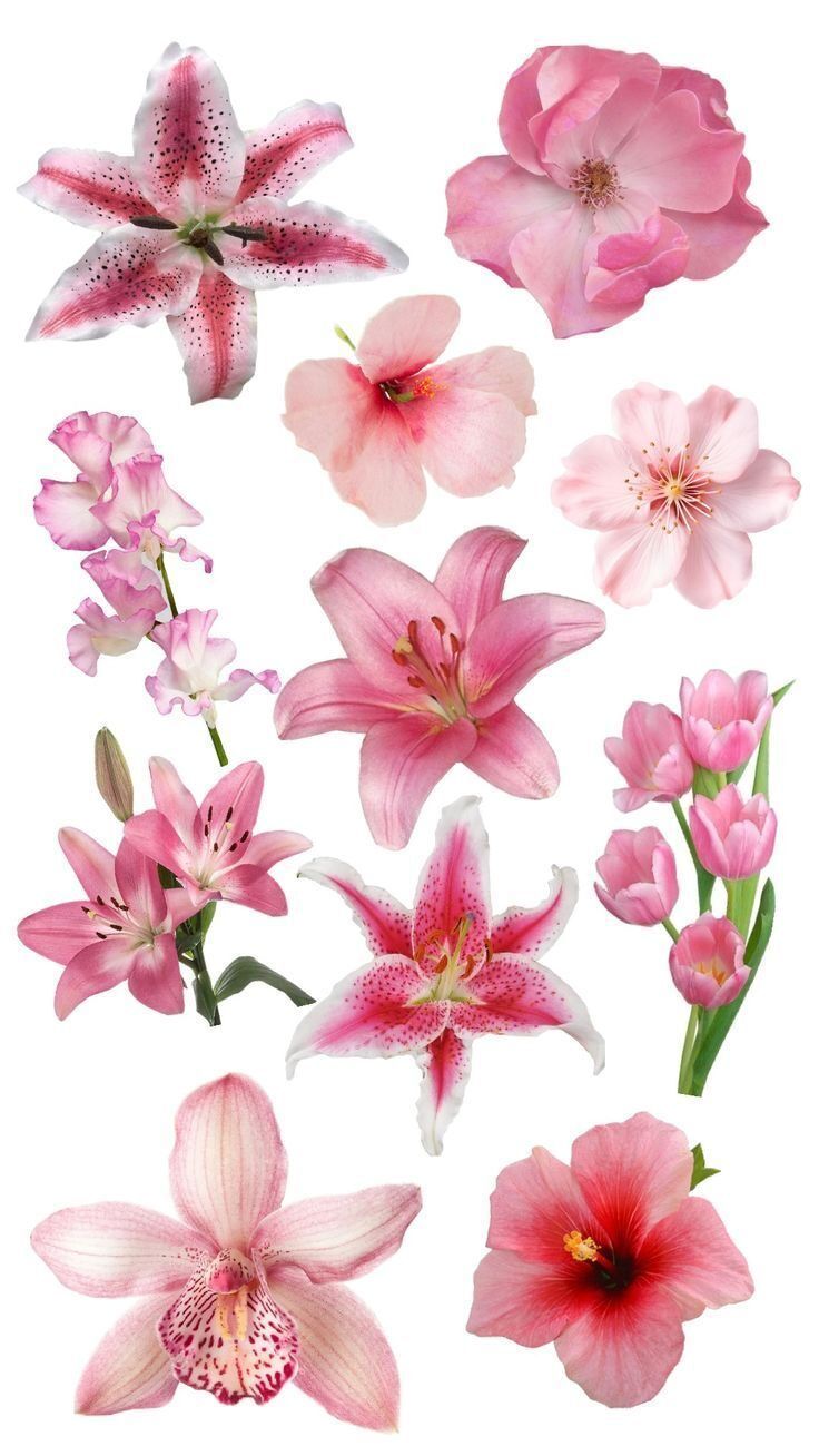 Flores variadas em rosa e vermelho para imprimir