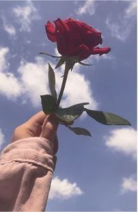 Foto de Perfil Feminino com Rosa e Céu Azul