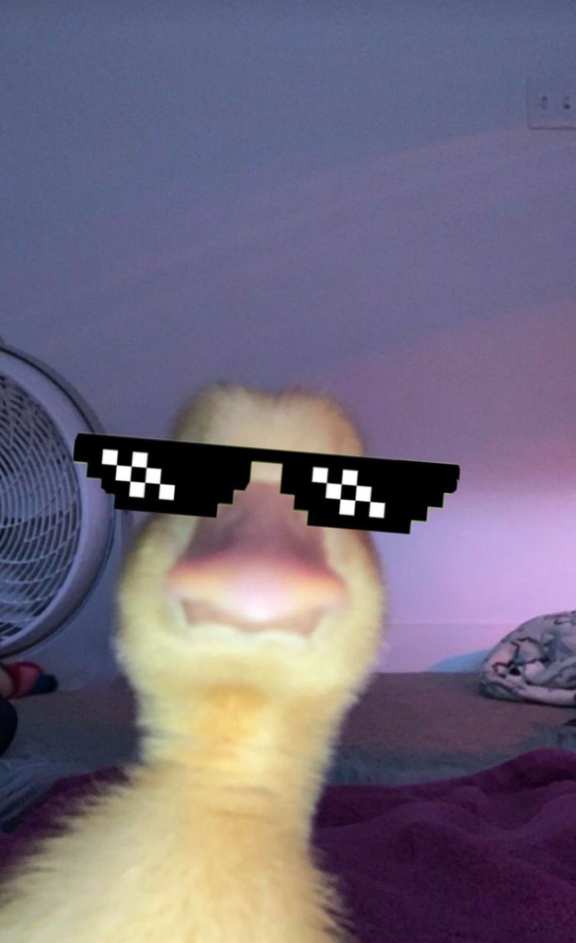 Foto Engraçada de Pato com Óculos de Sol Pixelados