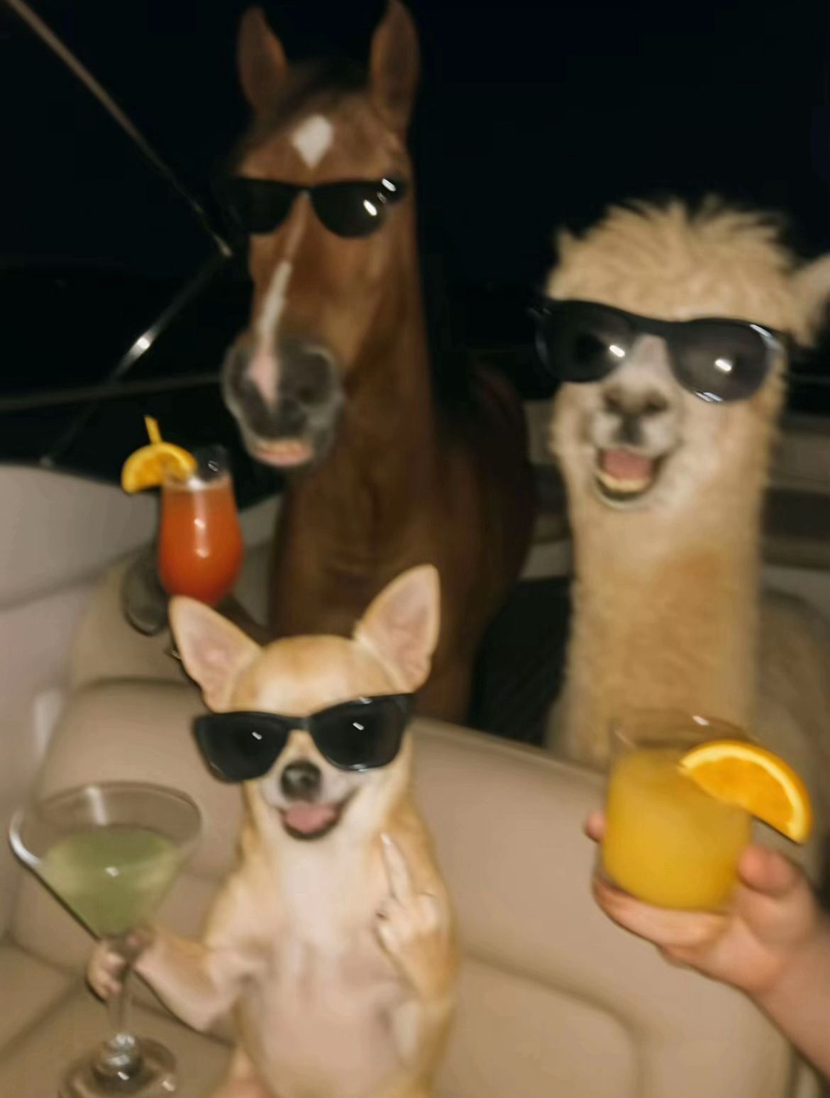 Fotos Engraçadas para Perfil de Rede Social