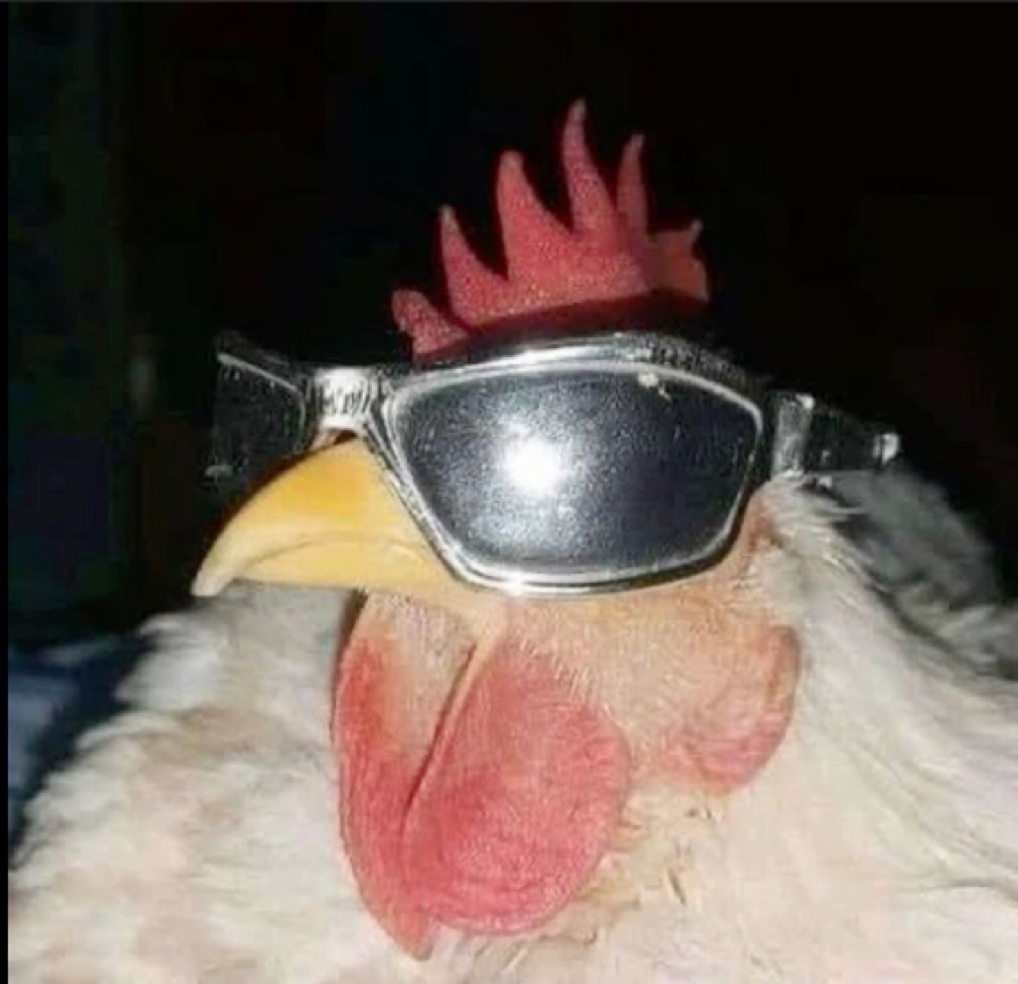 Galinha Engraçada com Óculos para Perfil Divertido