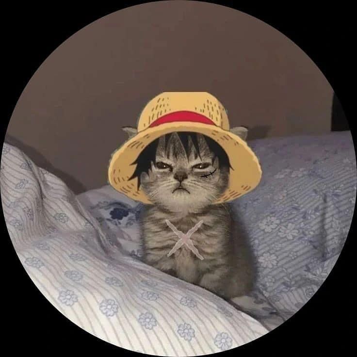 Gatinho de Chapéu Fotos de Perfil Instagram