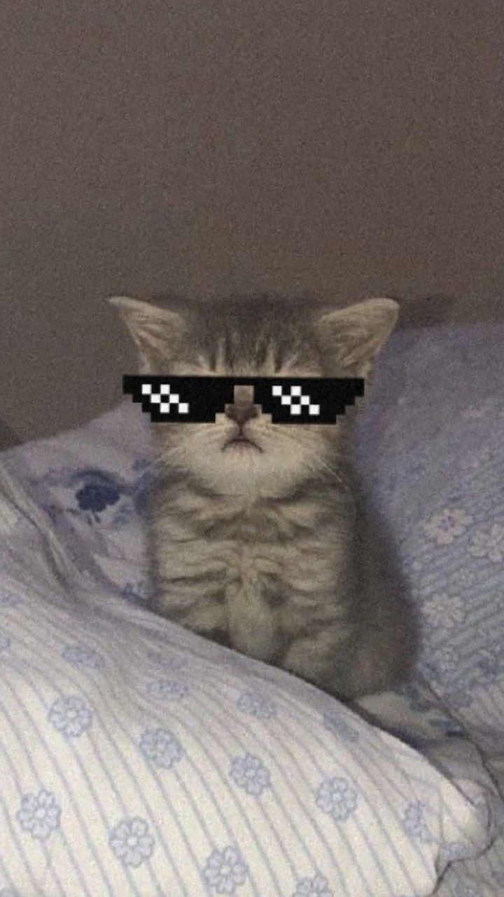 Gatinho de Óculos de Sol para Foto Engraçada de Perfil