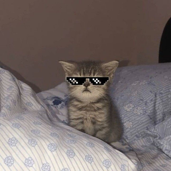 Gatinho Fofo com Óculos de Sol para Perfil Femenino