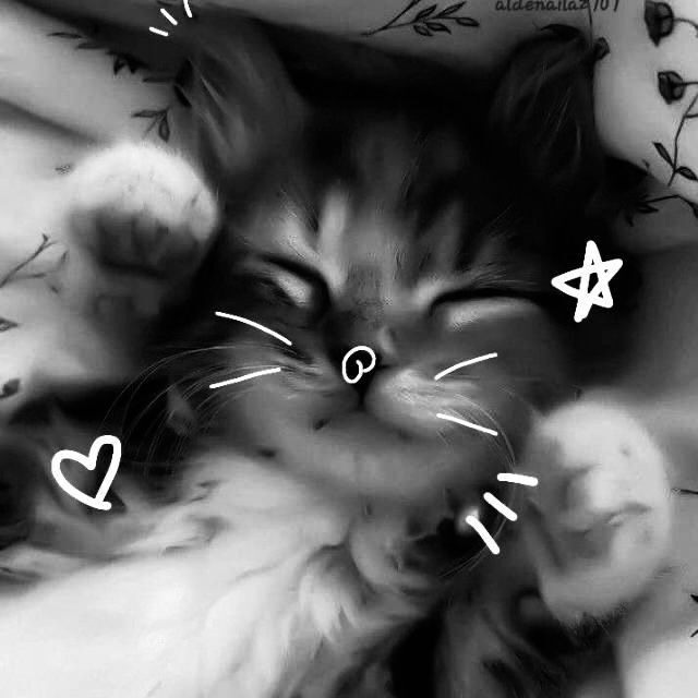 Gatinho Preto e Branco para Perfil do Whatsapp