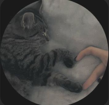 Gato Carinhoso para Foto de Perfil Whatsapp