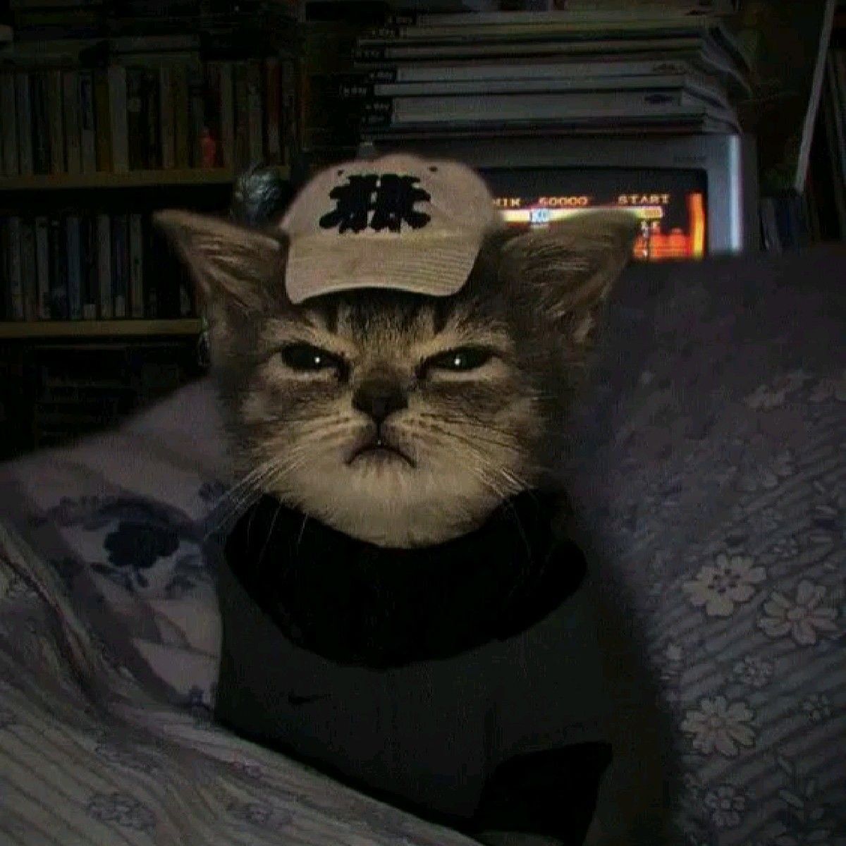 Gato Carrancudo como Foto de Perfil Masculino