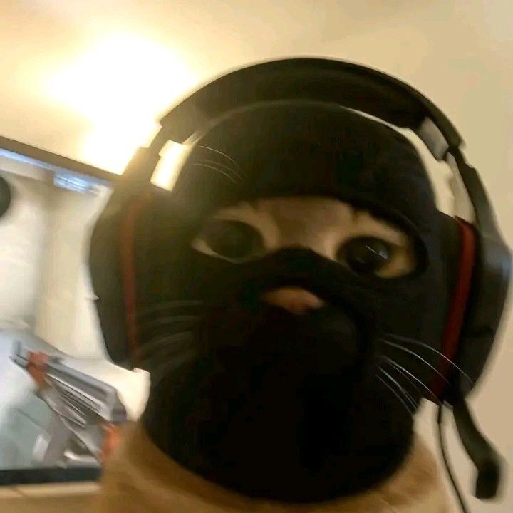 Gato com Fone e Balaclava para Perfil Whatsapp
