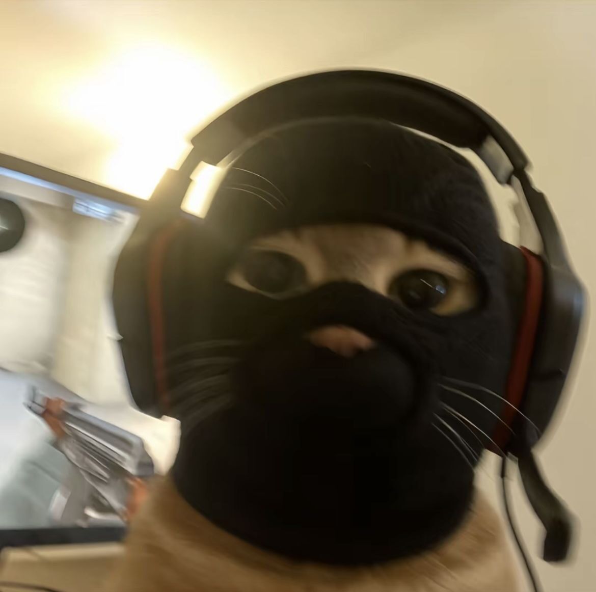 Gato com headset para foto de perfil