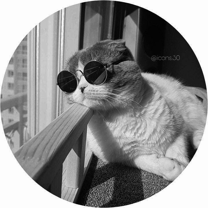 Gato com Óculos de Sol para Foto de Perfil