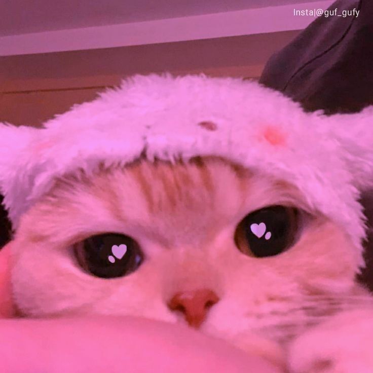 Gato com Touca Rosa para Perfil do Whatsapp