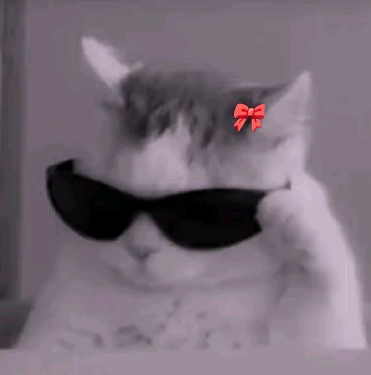 Gato Descontraído com Óculos para Perfil