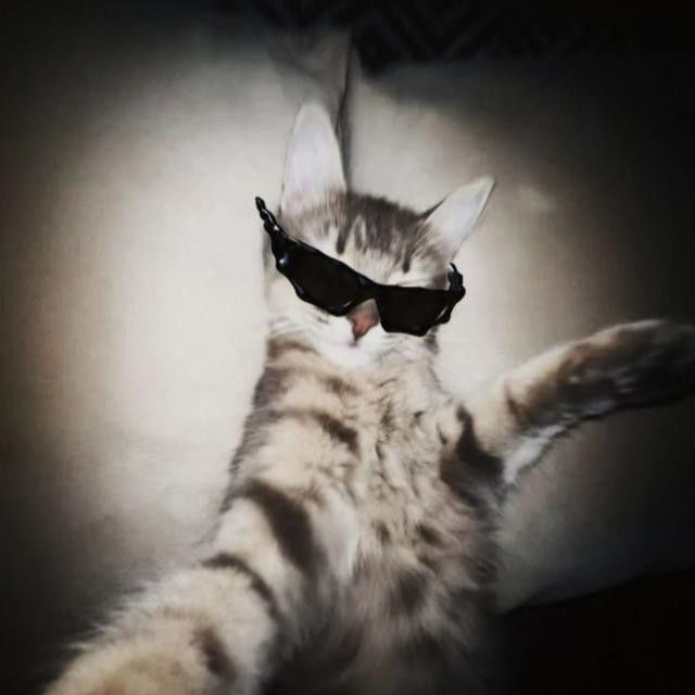 Gato Divertido de Óculos para Perfil