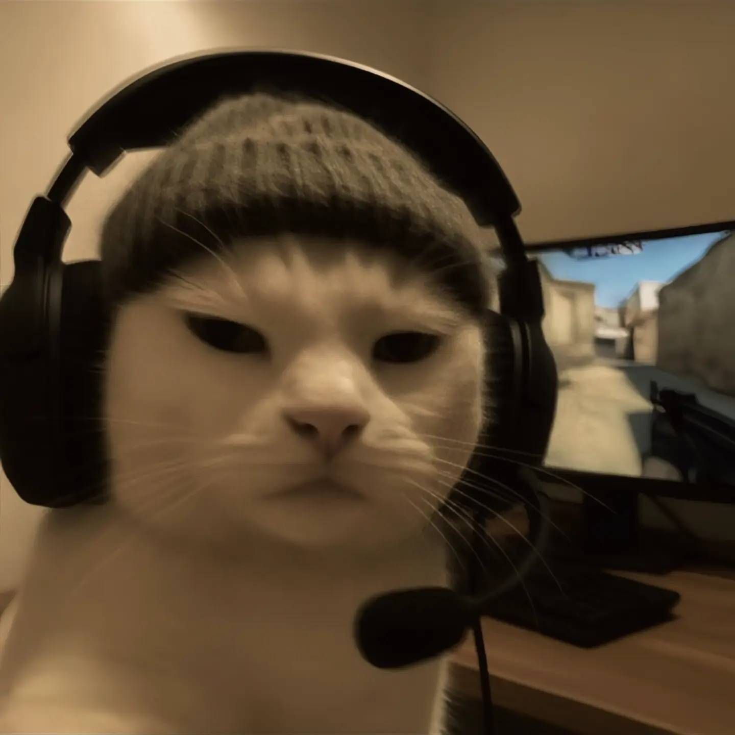 Gato divertindo-se com fones e gorro