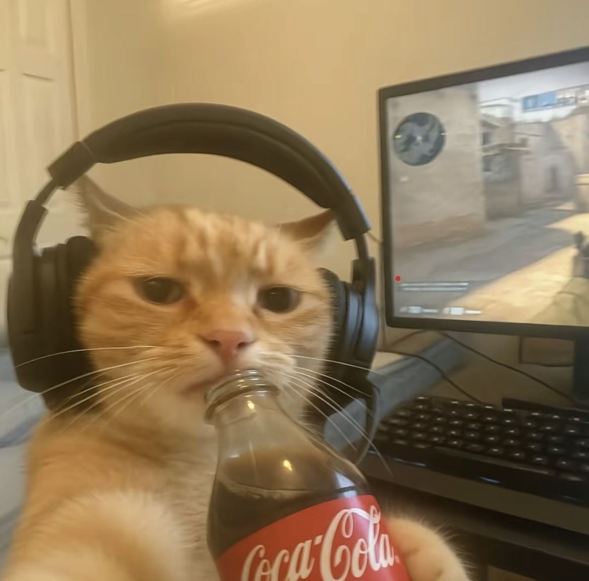 Gato Engraçado com Fones e Coca-Cola para Perfil
