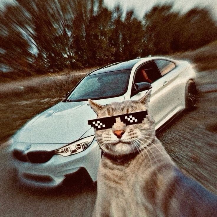 Gato Engraçado com Óculos e Carro Branco