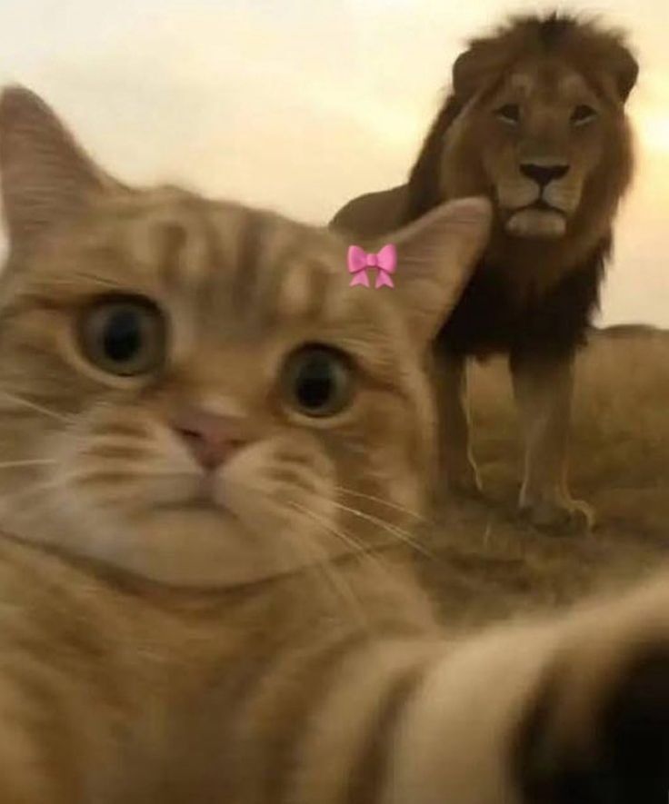 Gato Engraçado para Foto de Perfil