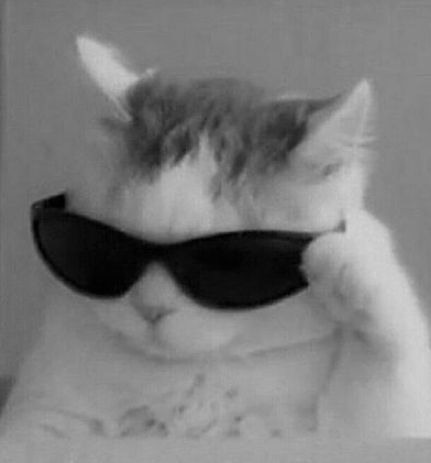 Gato estiloso com óculos: foto de perfil única