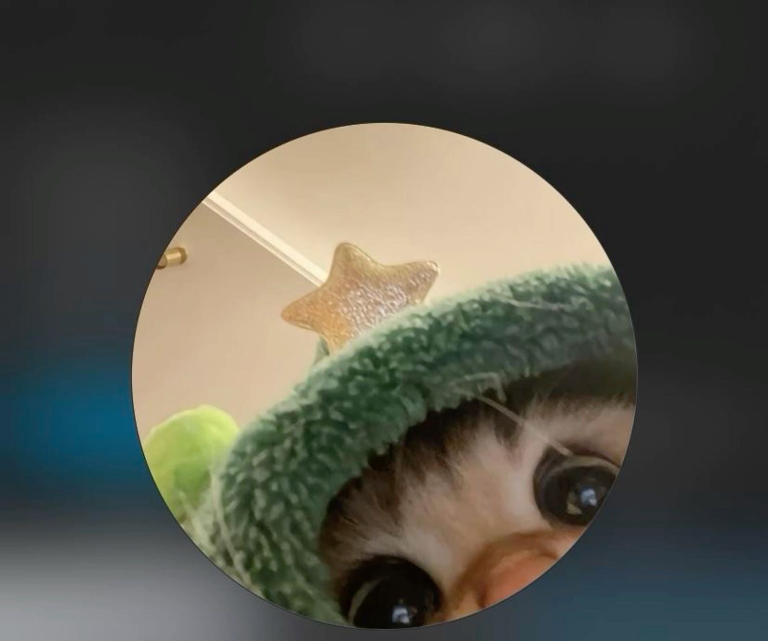 Gato Fantasiado para Perfil Whatsapp Bonita