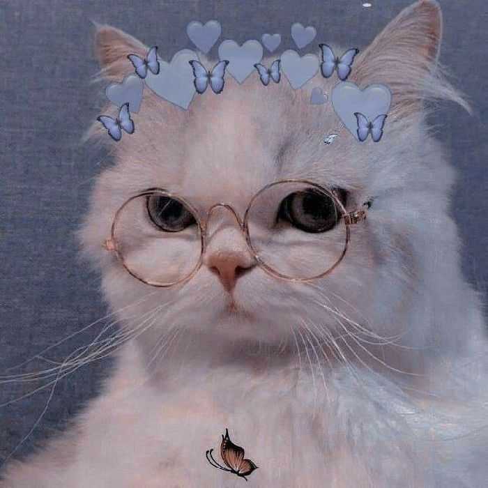Gato fofo com óculos para perfil Whatsapp