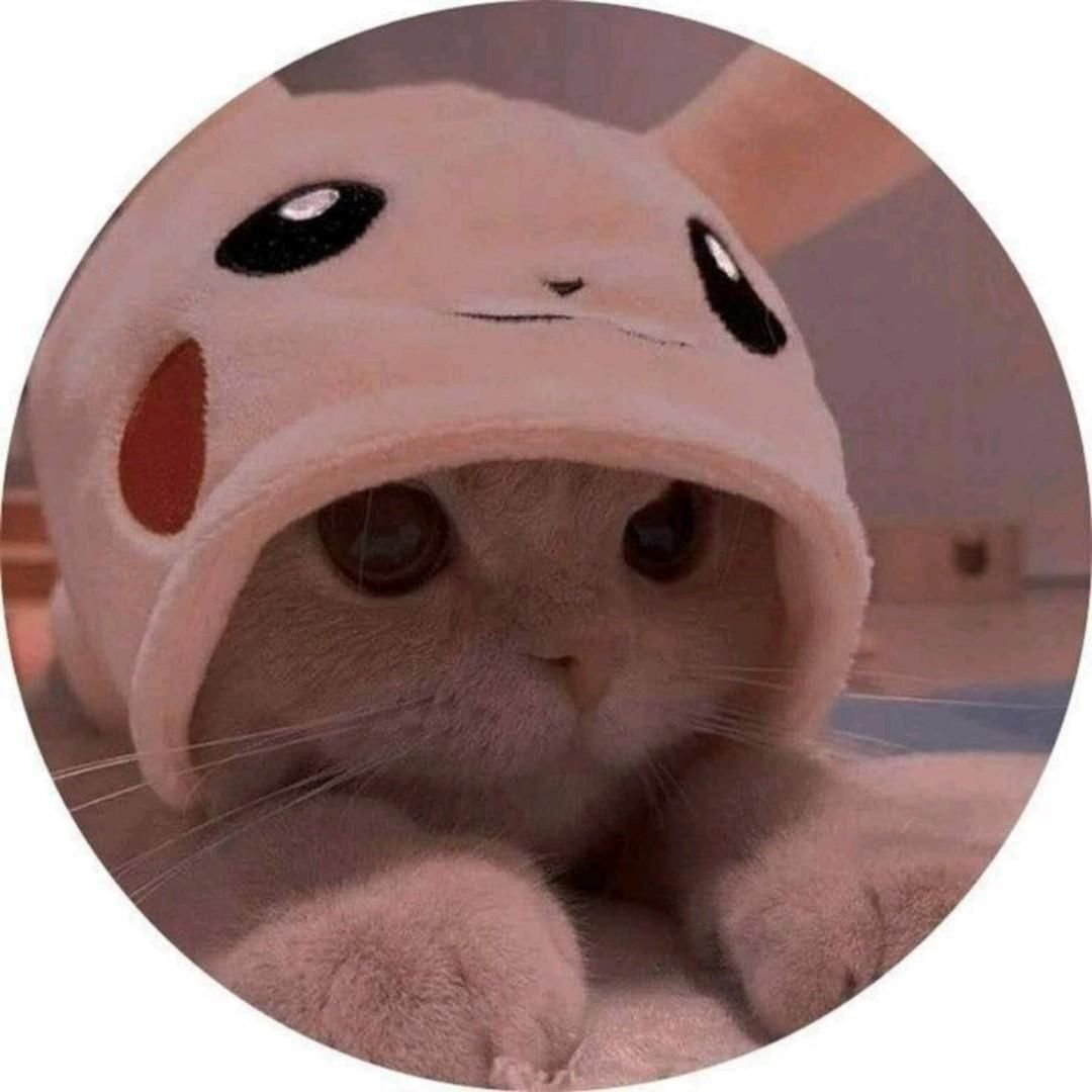 Gato Fofo de Gorros para Perfil Whatsapp Bonitas