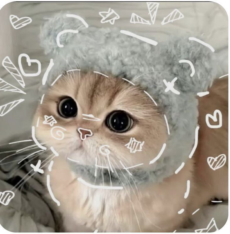 Gato Fofo para Foto de Perfil no Whatsapp