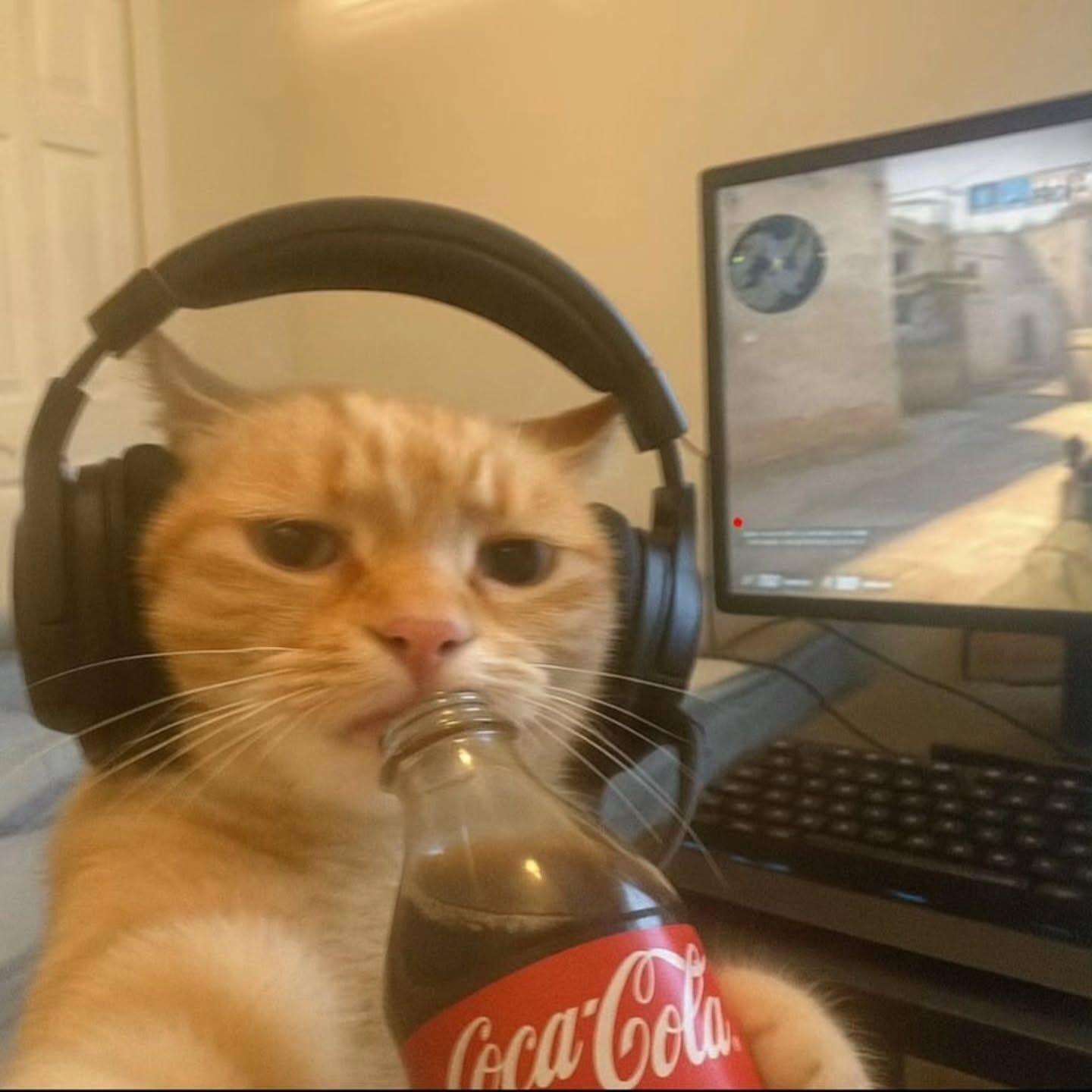 Gato laranja com fones como foto de perfil