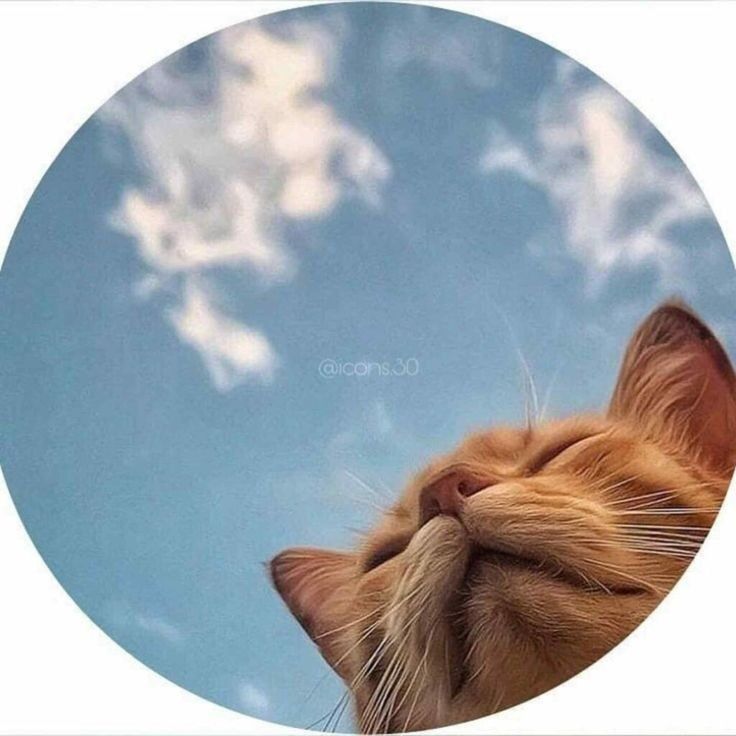 Gato Laranja em Foto para Perfil Bonita