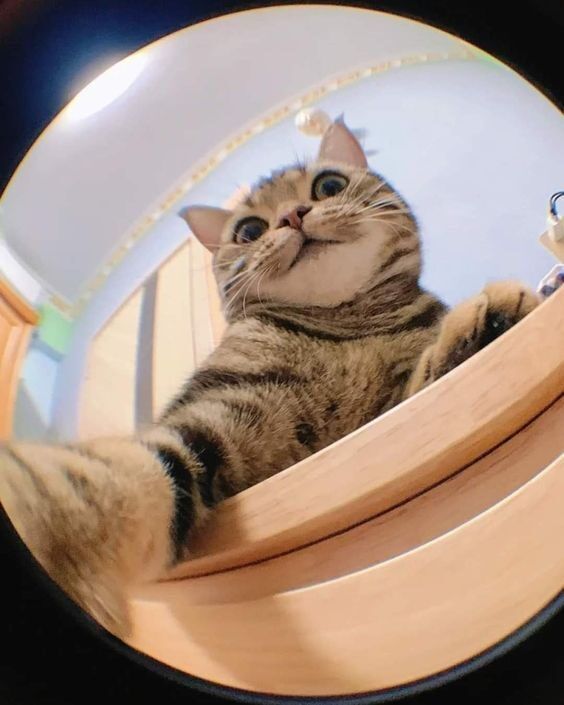 Gato Malhado para Foto de Perfil Instagram