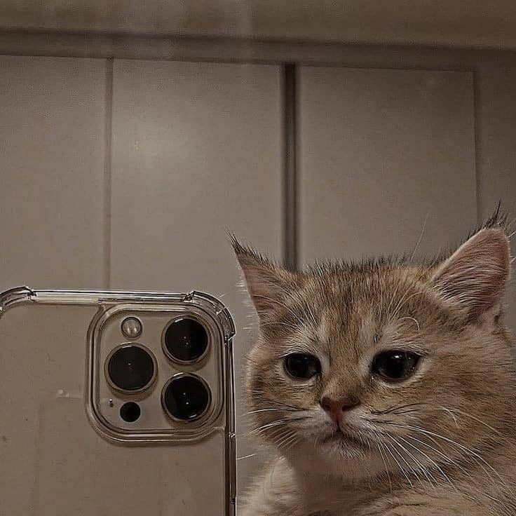 Gato olhando para câmera como selfie