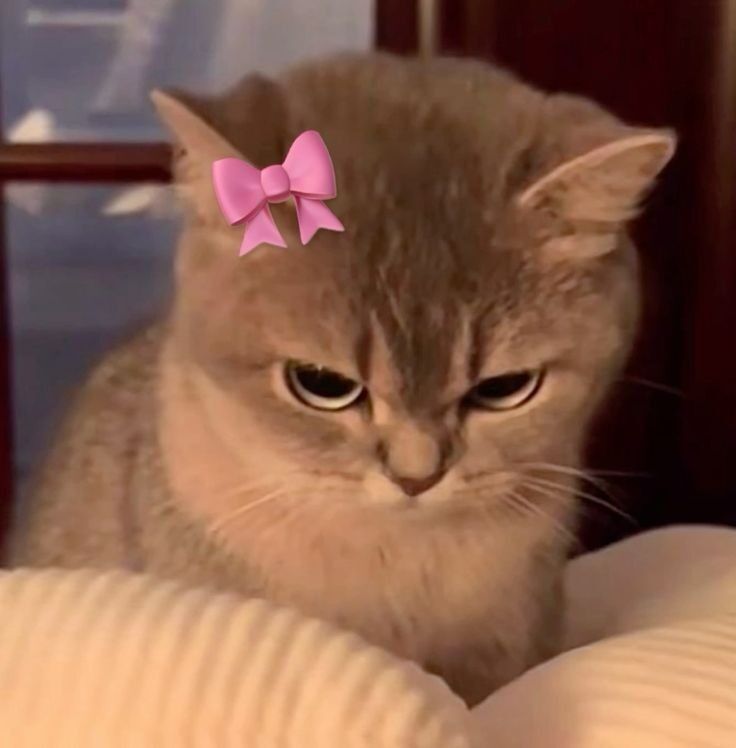 Gato Pensativo com Laço Rosa para Perfil