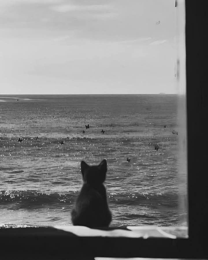 Gato Pensativo na Janela - Foto Triste para Perfil