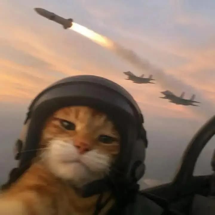 Gato Piloto: Foto Engraçada para Perfil