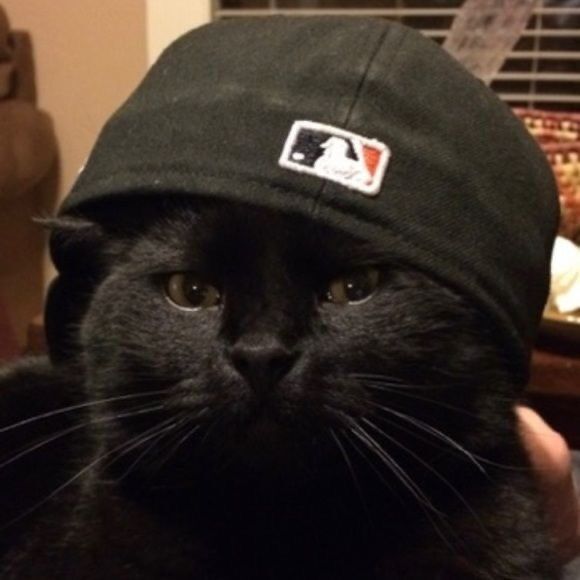 Gato Preto com Boné como Foto de Perfil