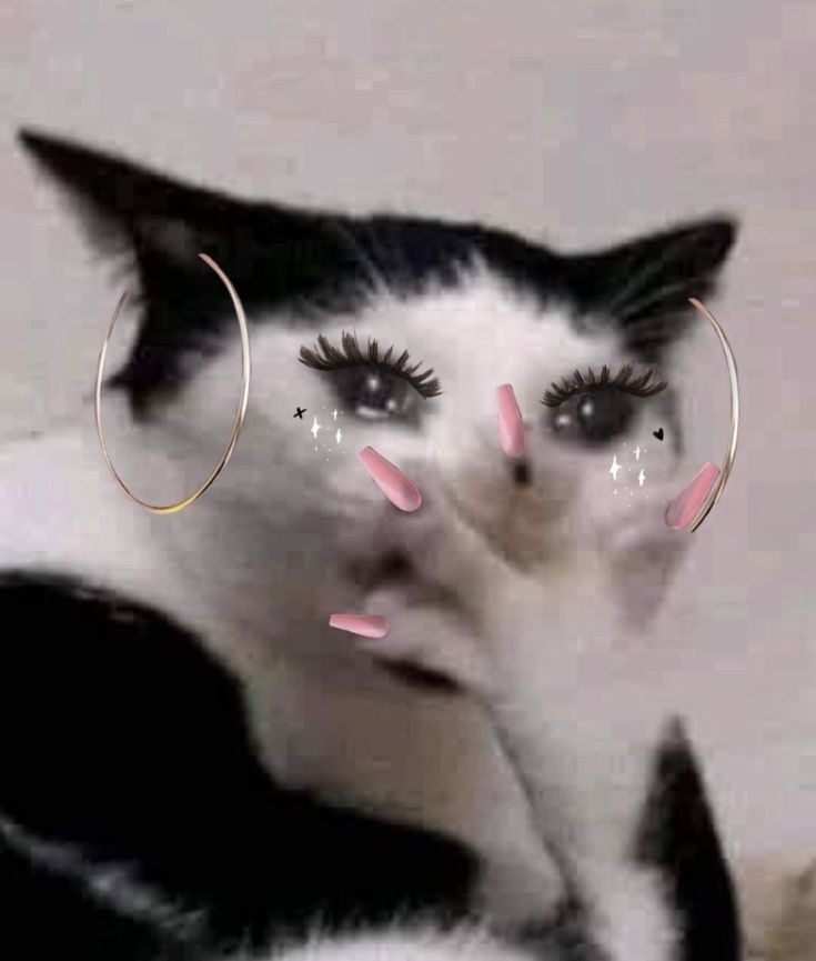 Gato Preto e Branco Engraçado para Perfil