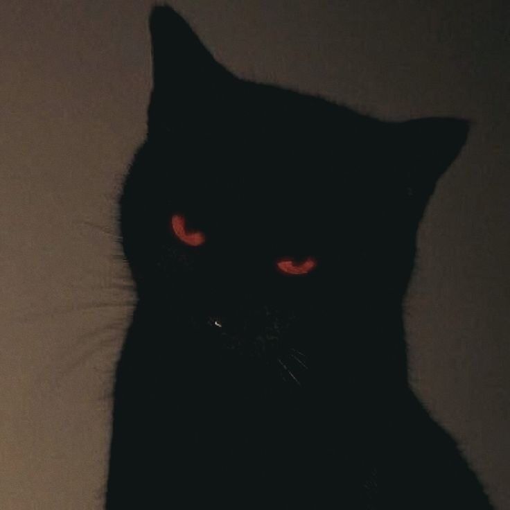Gato Preto Misterioso como Foto de Perfil