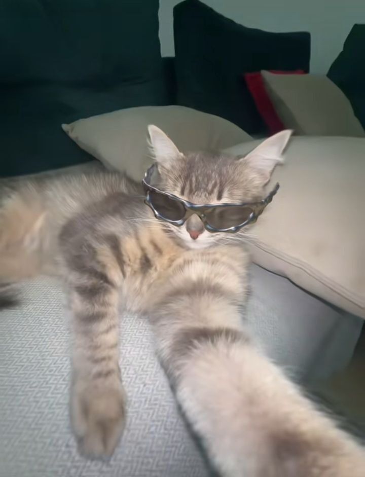 Gato Relaxado com Óculos para Foto Engraçada